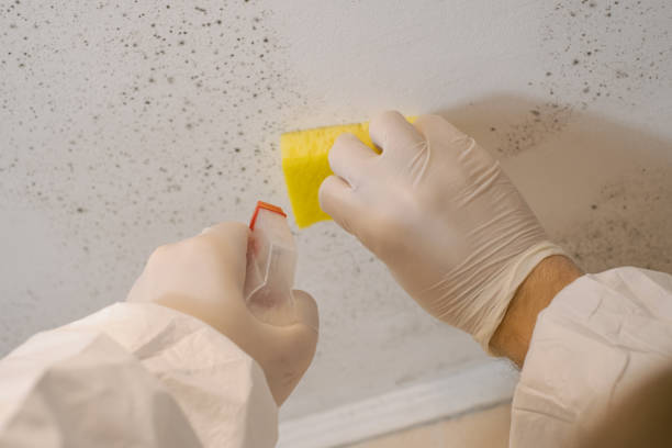 Best Commercial Mold Inspection  in Lewisville, NC