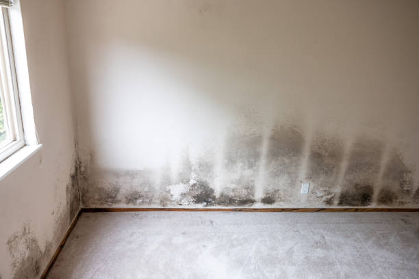 Best Post-Construction Mold Inspection  in Lewisville, NC