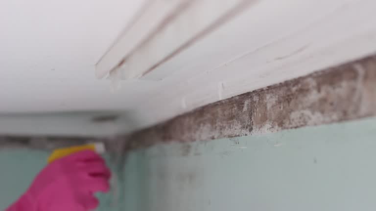 Mold Remediation for Vacation Homes in Lewisville, NC