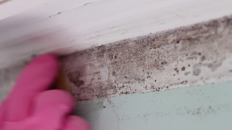 Best Water Damage & Mold Remediation  in Lewisville, NC